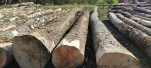 Ash Logs Imports in India