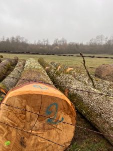 Oak Logs Imports in India