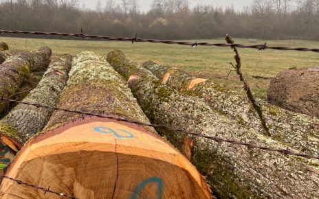 Oak Logs Imports in India
